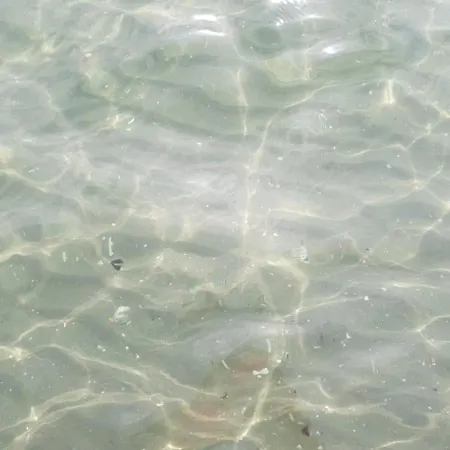 Sava * Нэводари
